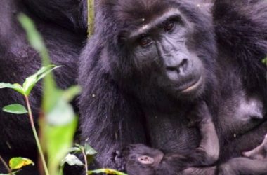 uganda-reise-gorilla-mutter-baby
