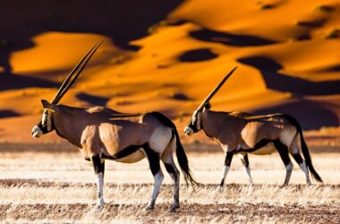 Studienreise-Südafrika-Namibia-Oryx2