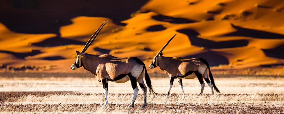 Studienreise-Südafrika-Namibia-Oryx2