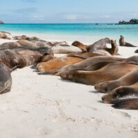Studienreise-Seelöwen-Galapagos