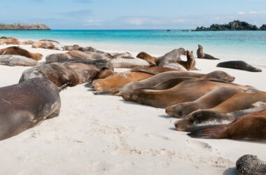 Studienreise-Seelöwen-Galapagos