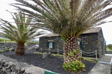Palmen umgeben ein historisches Steinhaus auf Pico