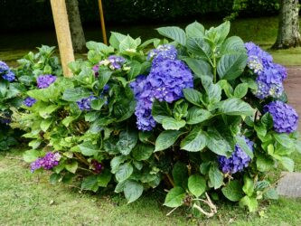 In Furnas waren die Hortensien schon voll in Blüte