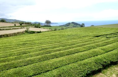 Teeplantage auf der Nordseite der Insel Sao Miguel