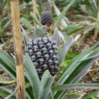 Fast reife Ananas auf einer Plantage bei Ponta Delgada