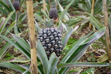 Fast reife Ananas auf einer Plantage bei Ponta Delgada