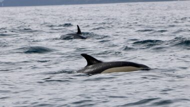 Gewöhnliche Delfine im Meer vor Lajes
