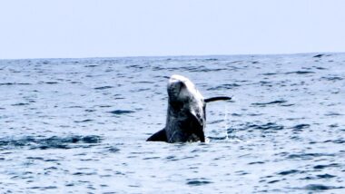 Und nochmals ein Delfin
