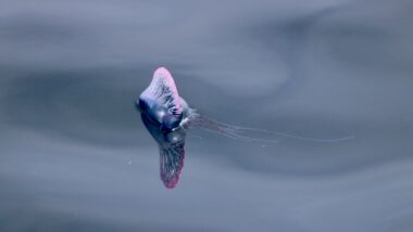 Schaurig schön, aber gefährlich und in seltenen Fällen tödlich: Portugiesische Galeere