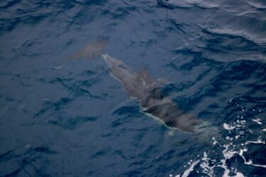 Delfin taucht unter dem Schiff hindurch