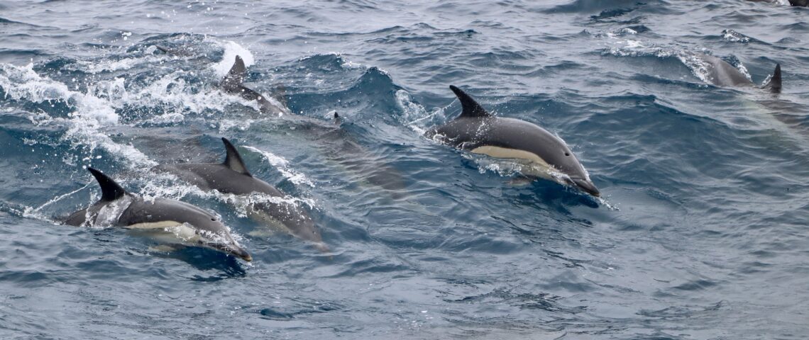 Ein ganzer Schwarm Gewöhnlicher Delfine schwimmt neben dem Boot her