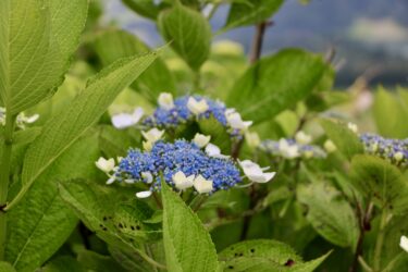 Spezielle Hortensie am Kraterrand