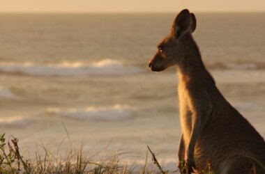 Studienreise-Australien-Känguru