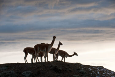 Bericht_PeruBolivien_Lamas